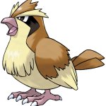 Pidgey