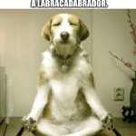 Inner Peace Dog | WHAT DO YOU CALL A DOG MAGICIAN? A LABRACADABRADOR. | image tagged in inner peace dog,memes,magician,funny,meme,funny meme | made w/ Imgflip meme maker