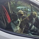 Dogs in car