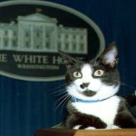 Cat Prez