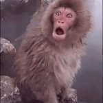 monkey awe GIF Template