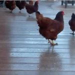 Running Chicken Fatboy Fat Boy Stone JPP GIF Template