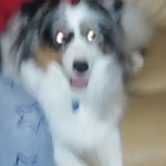 Pippin trippin