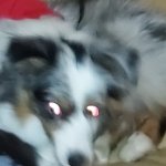 Pippin trippin 2