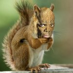 Earl The Squirrel Meme Generator