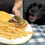 Burger and fries for the dog