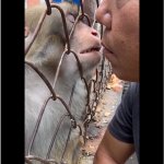 kissing monkey meme