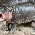 moo deng hippo
