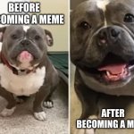 Look in the comments for the vid i got this from | BEFORE BECOMING A MEME; AFTER BECOMING A MEME | image tagged in sad pup happy pup | made w/ Imgflip meme maker