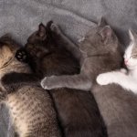 cats sleeping