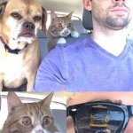 Shocked Cat with chilled Dog and Driver