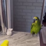 The Angry Parrot