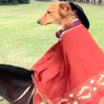 dog riding horse