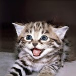 lolcat