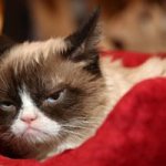 Grumpy Cat