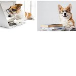 Dog looking at computer