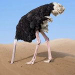 ostrich head in sand