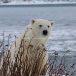 Polar bear