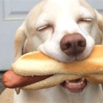 Satisfaction dog