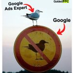 Google vs Google Ads Expert | Created by:; Google Ads Expert; Google | image tagged in the rowdy pigeon,google ads,google,memes | made w/ Imgflip meme maker