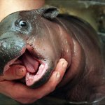 Baby Hippo