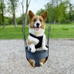 Corgi Swing