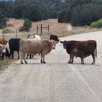 Cows blocking the road