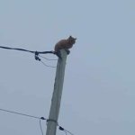 Anxiety cat
