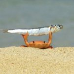 Crab with fish