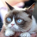 Grumpy cat thinking