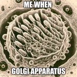 golgi apparatus | ME WHEN; GOLGI APPARATUS | image tagged in golgi apparatus | made w/ Imgflip meme maker