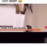 Squirrel Fakes & Stages It's Own Death | image tagged in gifs,squirrel fakes and stages its own death | made w/ Imgflip video-to-gif maker