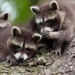 whispering racoons