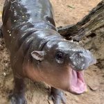 Shocked Baby Hippo