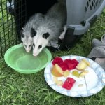 Opossums Sharing a Coke & a Smile | Synchronized licking | image tagged in gifs,opossums,sharing,cute,best buds,fun | made w/ Imgflip video-to-gif maker