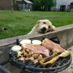 Dog and Barbecue