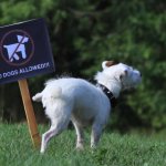 Dog peeing on sign