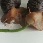 Snails GIF Template