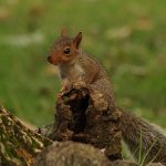 Podium Squirrel