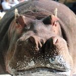 LU the Hippo meme