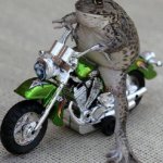 frog moto