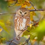 Owl in the Wet forest