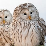 Owl  twins barred