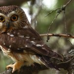 Saw whet owl in a Large Tree template