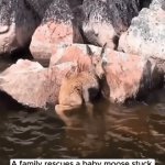 Family Rescues A Baby Moose | image tagged in gifs,family rescues a baby moose | made w/ Imgflip video-to-gif maker