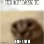 Funni New Template, By Me! | image tagged in gifs,cats,funny | made w/ Imgflip video-to-gif maker