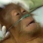 Monkey on life support