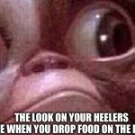 Dropped food on floor | THE LOOK ON YOUR HEELERS FACE WHEN YOU DROP FOOD ON THE FLOOR | image tagged in gremlin gizmo | made w/ Imgflip meme maker