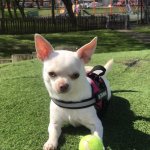 White chihuahua | SHE’S MORE THAN JUST A PET, SHE’S MY BABY. I WOULD DO SERIOUS JAIL TIME TO DEFEND HER | image tagged in white chihuahua | made w/ Imgflip meme maker