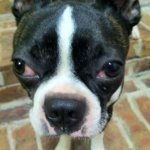 sad boston terrier